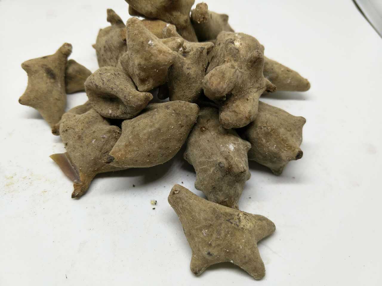 五倍子文蛤百虫仓木附子盐麸叶上毬子一件代发大货无硫