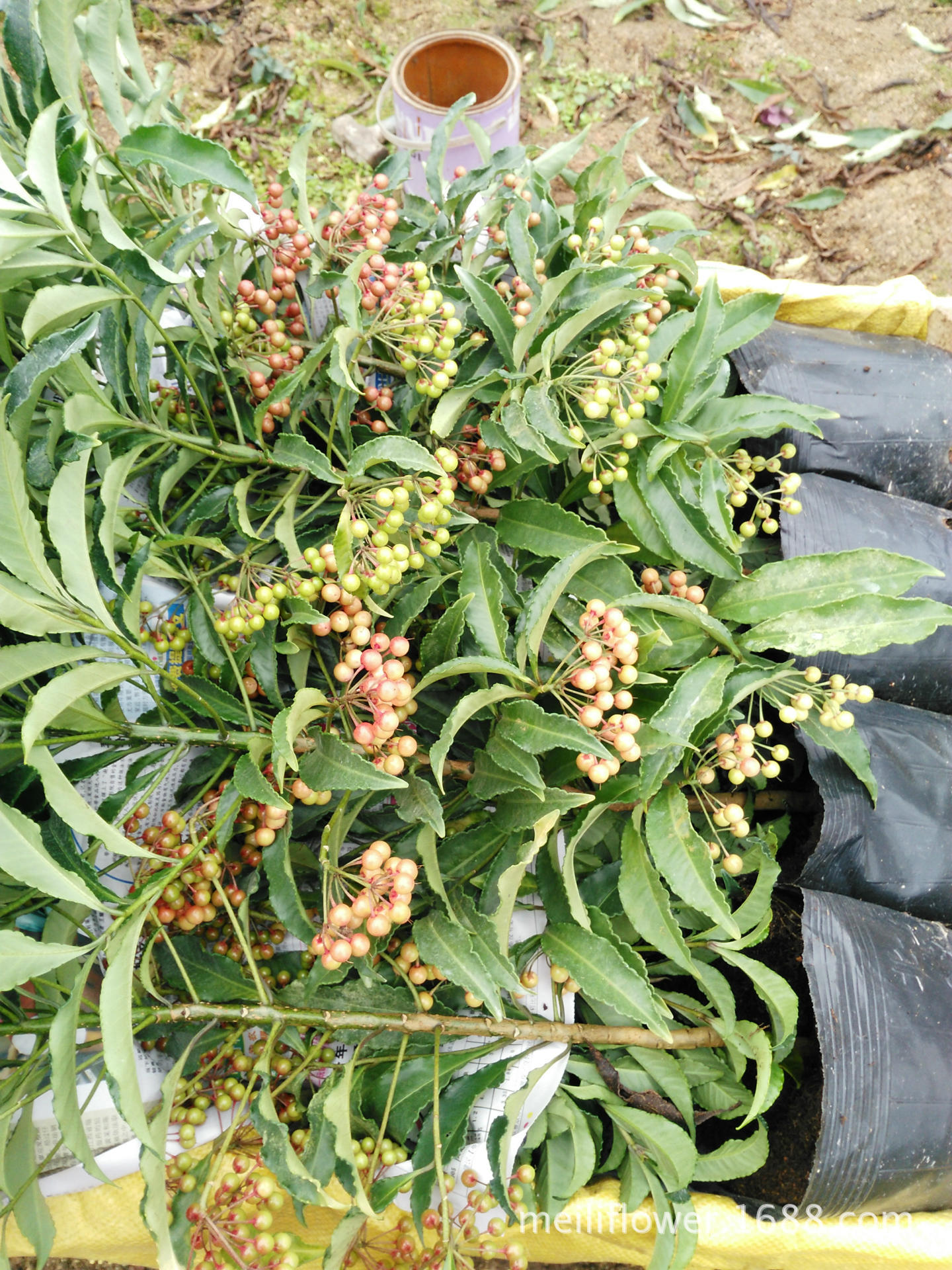 富贵籽供应富贵籽批发富贵籽黄金万两富贵籽苗