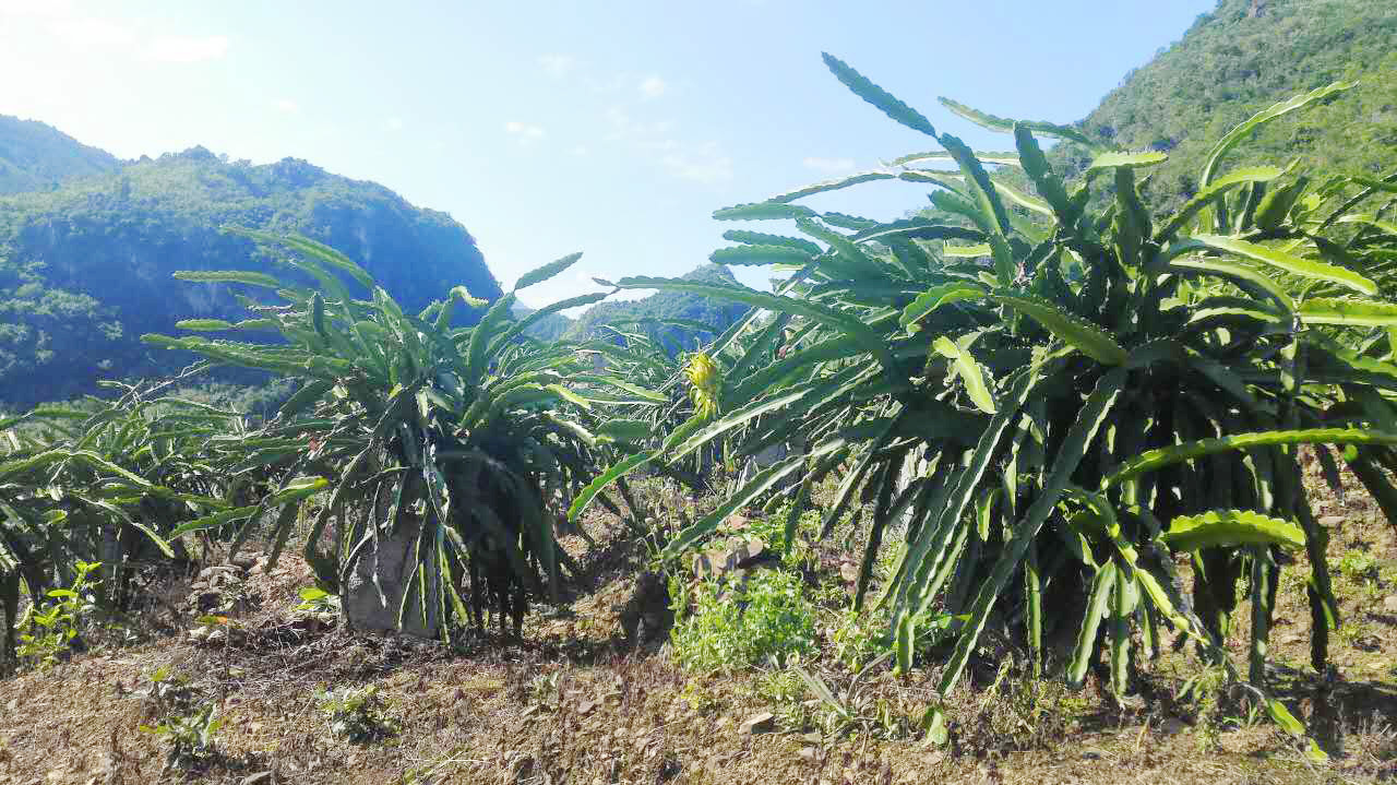 霸王花产地霸王花干花干厂家批发绿色霸王花纯