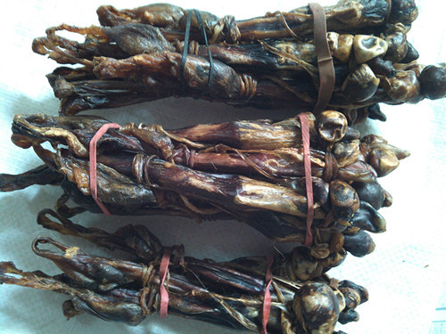 回春堂正品海狗肾鉴定合格补阴阳两虚优质泡