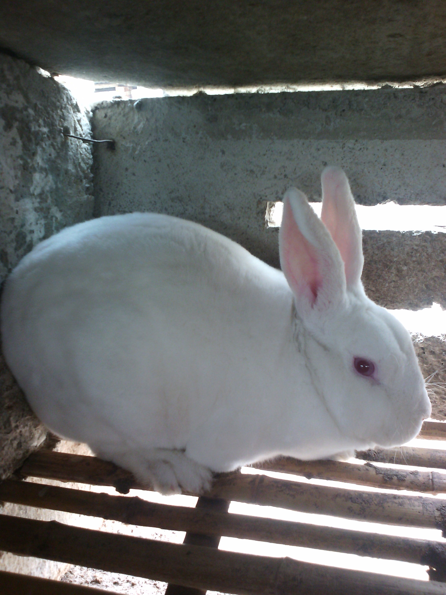 兔子肉兔子-兔子肉兔子厂家,品牌,图片,热帖-阿里巴巴