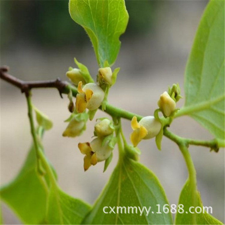 山东苗圃嫁接黑枣树苗价格 宜贫瘠 宜干旱 适应南北方种植 规格全