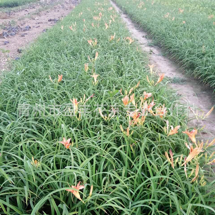 供应宿根花卉 绿化苗木 大花萱草 基地直销供应花卉苗木批发