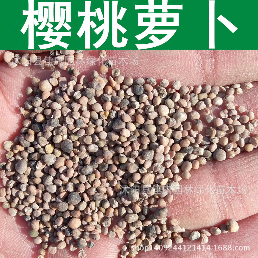 樱桃萝卜种子水萝卜樱桃红萝卜种子小红萝卜籽1件1斤