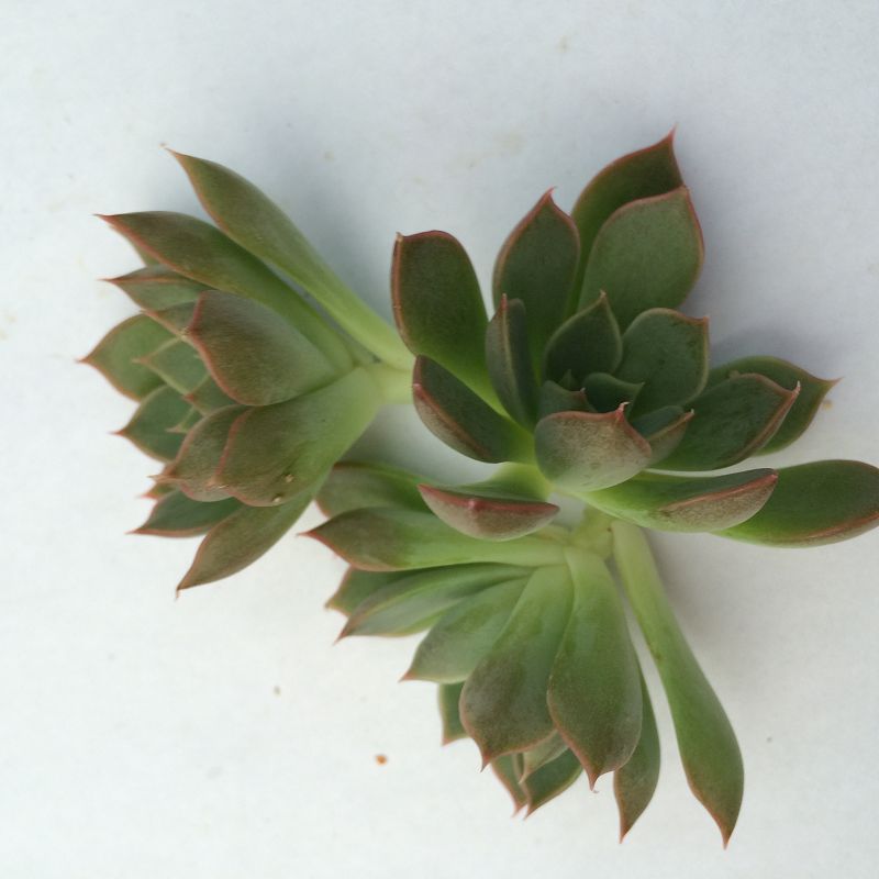 天羽多肉 砍头苗 玫瑰夫人 多肉种苗 批发多肉植物