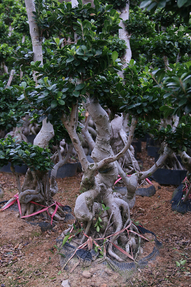 供应 园林绿化工程苗木 提根多头金钱榕树桩景盆栽 福建批发基地