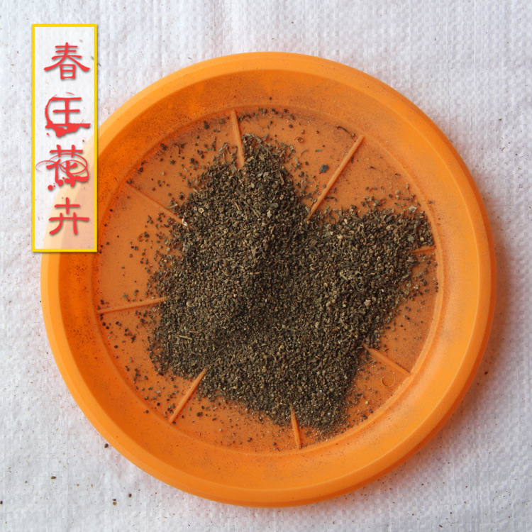 地肤种子 药材种子 优质的地肤中药种子 当年新采 地肤基地发货