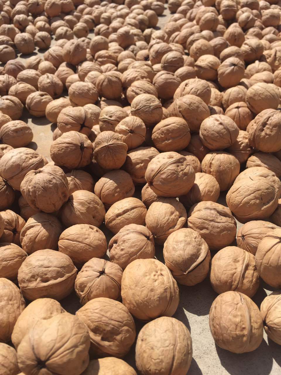 厂家直销新疆阿克苏纸皮核桃新疆特产核桃 新货薄壳500g原味袋装