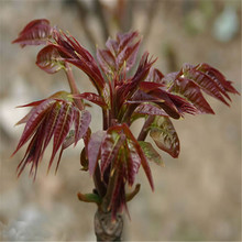 红油香椿树苗哪里有卖 根生红油春 适合重庆地区种植香椿苗