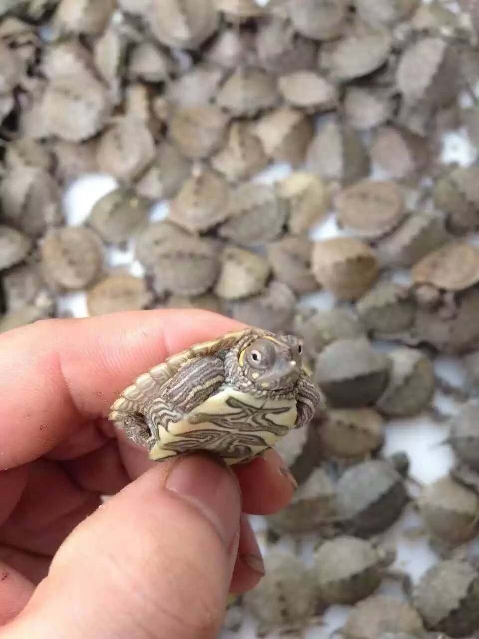 大量批发地图龟苗 活体小乌龟宠物 水龟 密西西比地图龟【3-4cm】