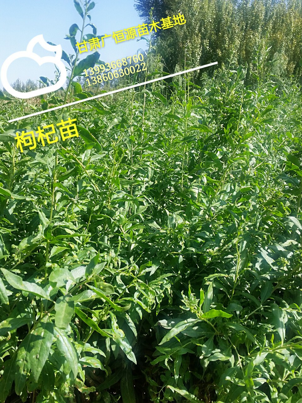 枸杞树苗 工程绿化占地用枸杞树苗-阿里巴巴