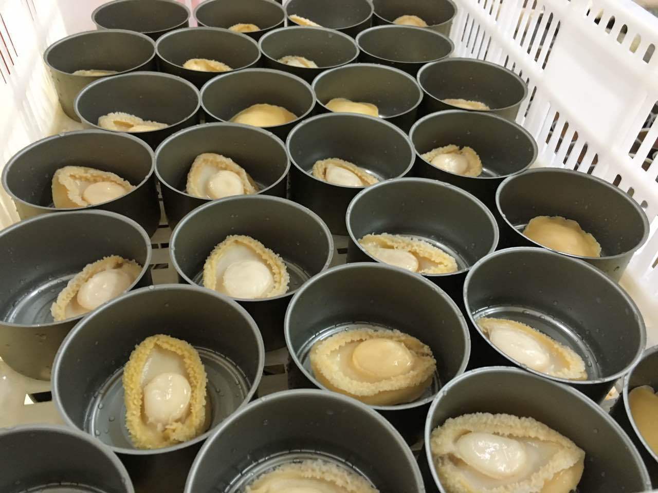 休闲海鲜零食66粒鲍鱼罐头定制烧汁即食鲍鱼红烧大连鲍鱼罐头