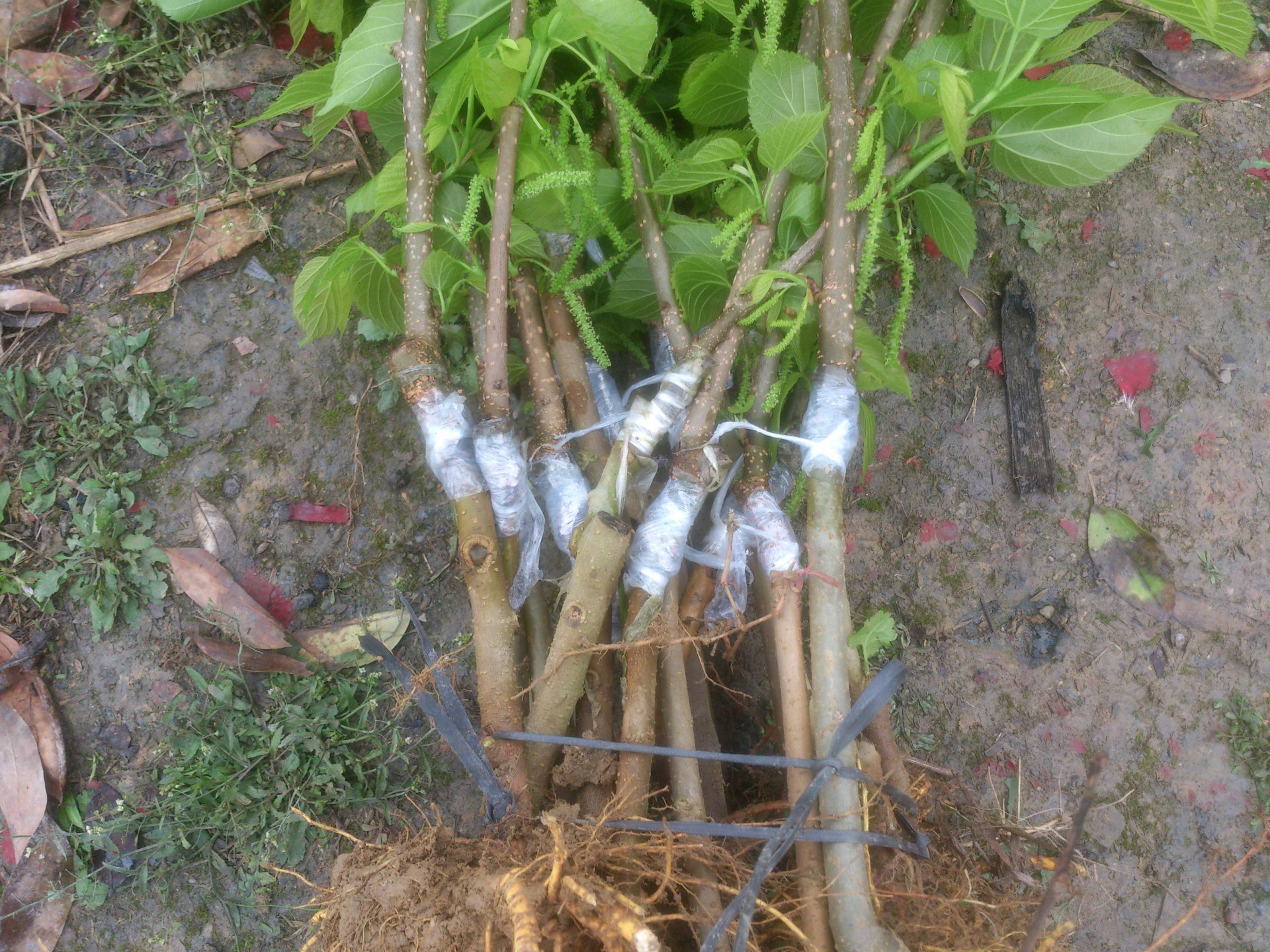 台湾长果桑果树苗 惠州永发果苗 长果桑果树苗 桑葚果树苗 果桑树