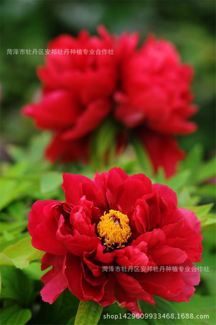精选花卉 太阳牡丹苗 绿化工程家庭园艺苗圃种植 牡丹花苗种.