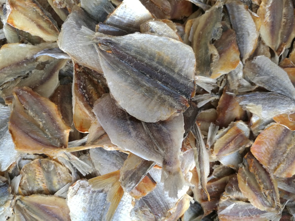 黄线鱼 玫瑰鱼 多味鱼