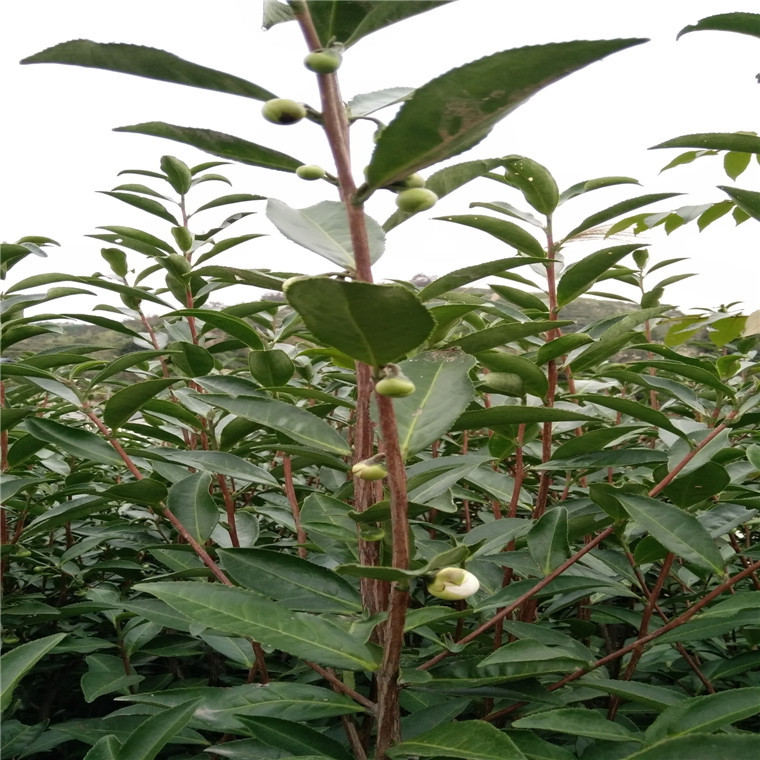 花果茶 茶花饼 福鼎白茶茶花果 老茶树茶花蕾 产地货源