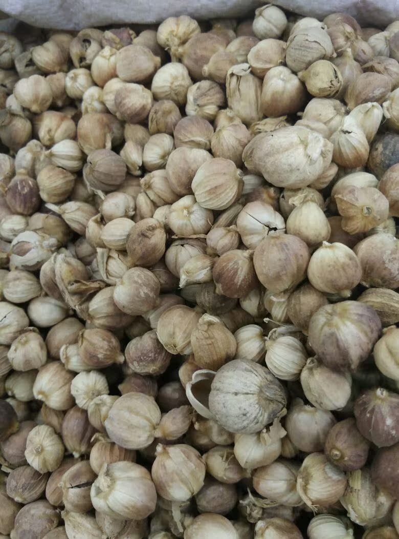 x275批发调味香料无硫原色白扣白寇白豆蔻散装