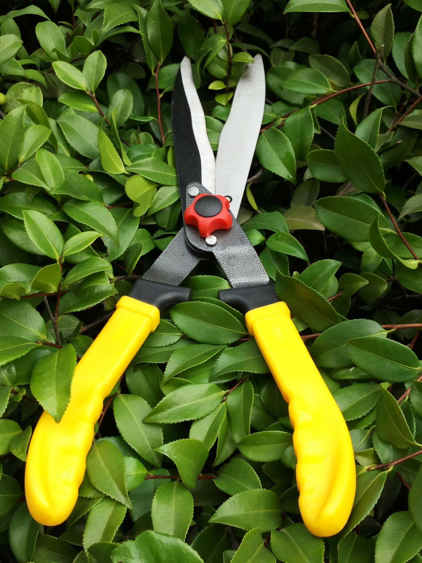 厂家直销高质量园林剪整篱剪篱笆剪花园剪整枝剪园艺剪