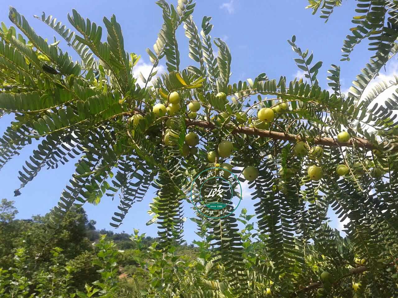 正宗油柑苗子嫁接果树苗 牛柑子余甘果余甘子维生素果子南北果树