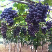 宏泰园艺场批发价直供葡萄苗 优质黑提葡萄苗 当年结果黑提葡萄苗