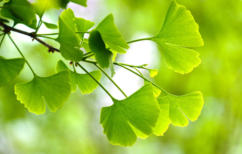 供应银杏大树嫁接垂枝形行道树庭院园林绿化白果树