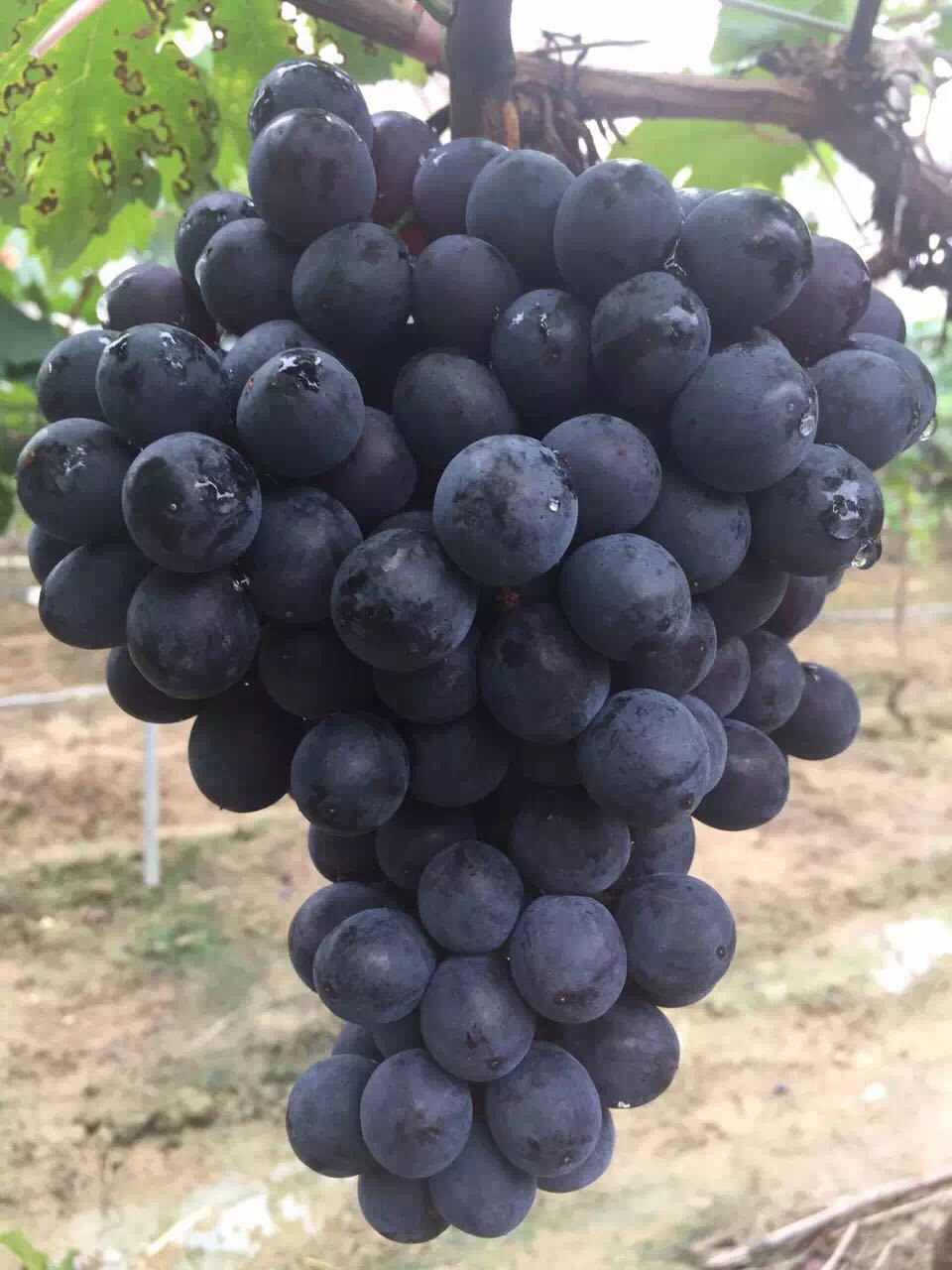 广东惠州博罗农场大量批发葡萄,提子,番石榴!现摘供应!