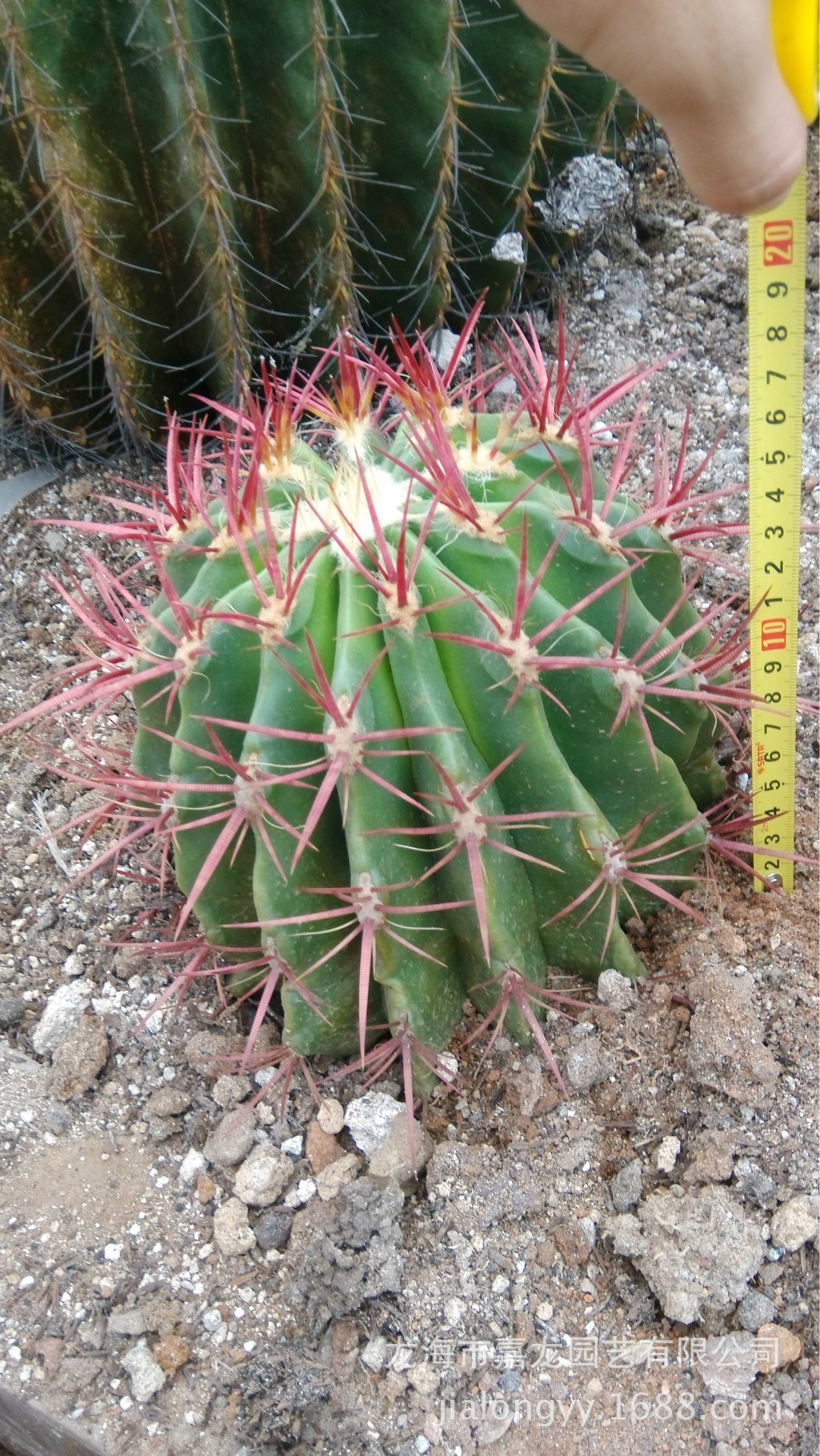 稀有品种红刺金琥红虎仙人球又称象牙球沙漠植物花卉植物批发植物