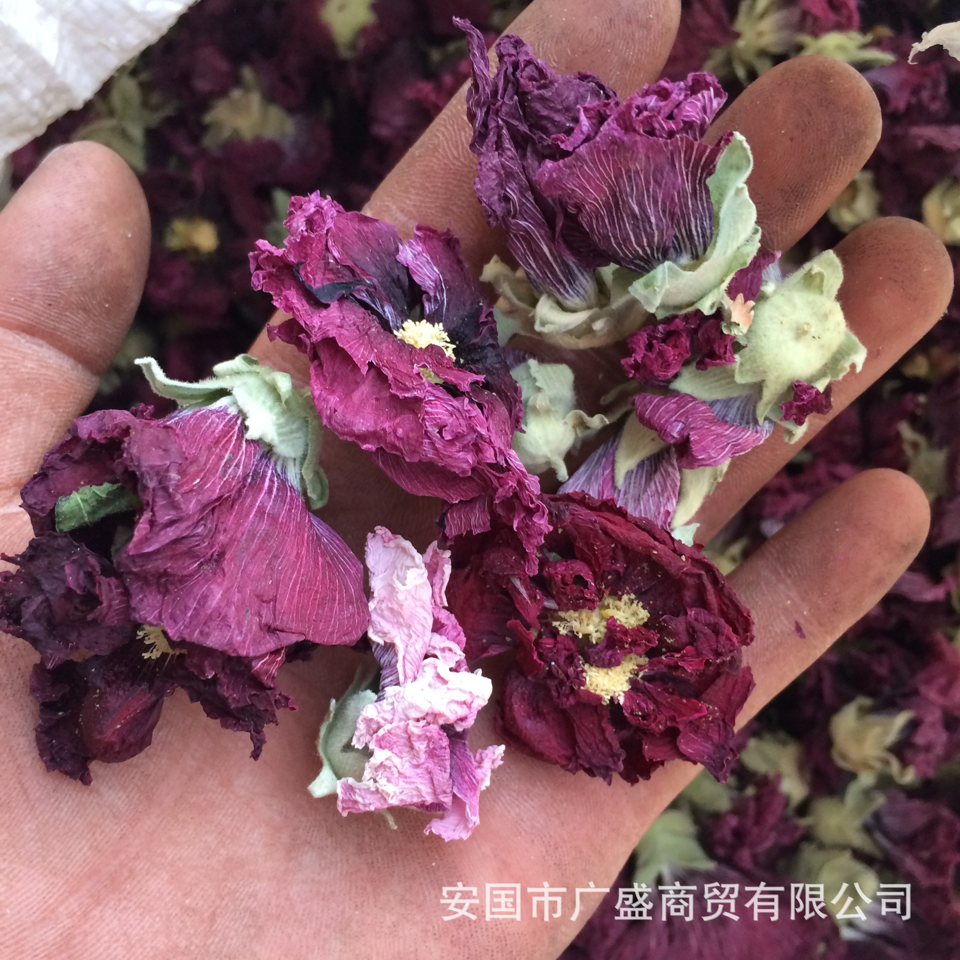 正品药用新货芙蓉花茶芙蓉花拒霜花木莲地芙蓉木芙蓉