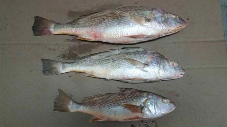 深圳鑫融聚海产 冷冻黄姑鱼 批发 海鲜水产品