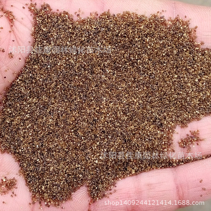 草花种子 正宗优质虞美人种子 丽春花种子 赛牡丹 冰岛虞美人种子