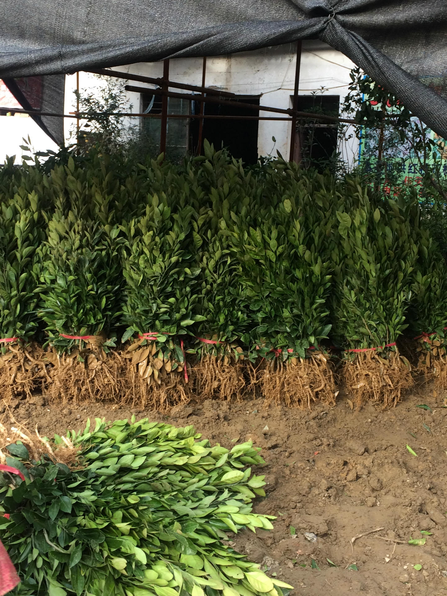 批发桔苗橘子树苗十堰桔苗果树苗