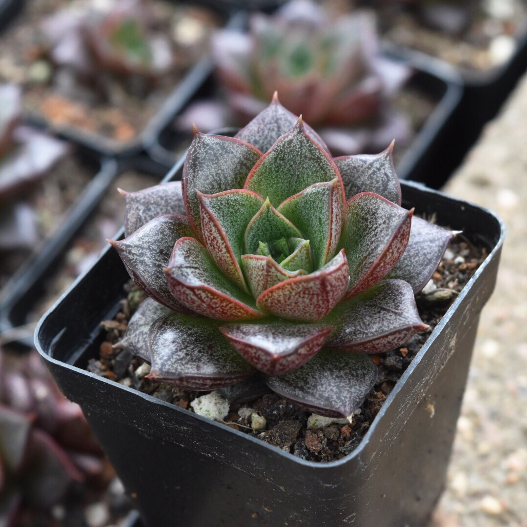 建明园艺 特价防辐射多肉植物批发 精品黑爪6-7cm