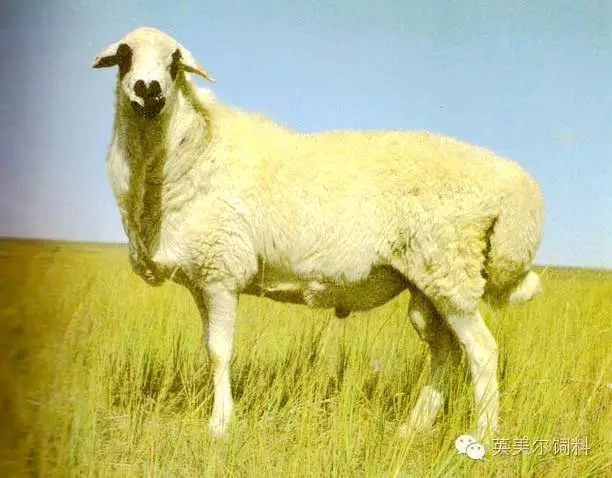 乌珠穆沁大尾羊