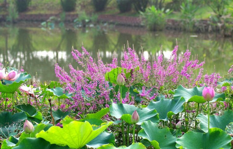 莲情谷 莲情文化园 千屈菜 水枝柳 水柳水生植物成品苗
