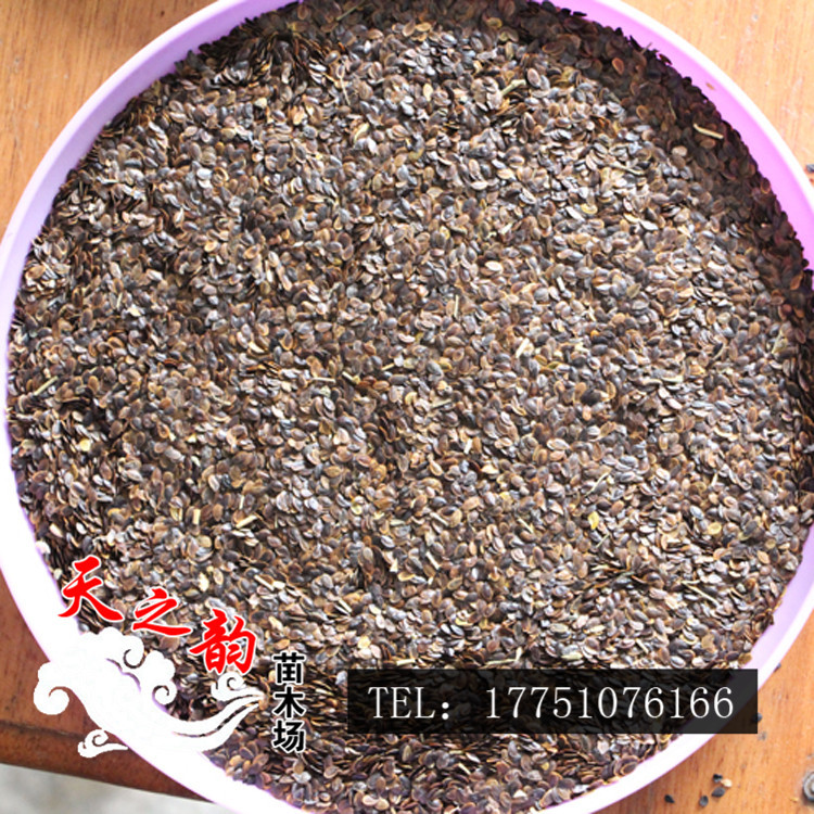 批发草花种子 蓝花亚麻种子 量大从优 工程地被草花种子 草花种子