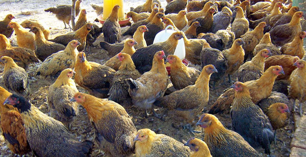 玉溪新广麻鸡乌鸡 快大型铁脚麻 麻乌鸡 成活率高