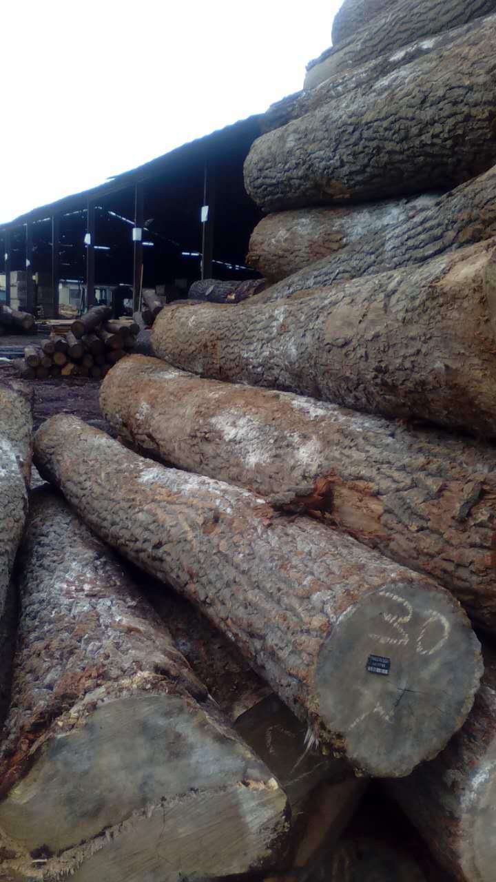 山东青岛厂家供应乌克兰橡木 柞木原木 可定制加工地板料 家.