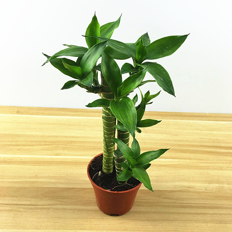 批发富贵竹 三桩步步高(90)室内绿植盆栽 开运竹