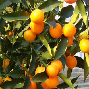批发橘子苗 金桔树 果树 橘子树苗 带果实 包成活 金橘花卉果树苗