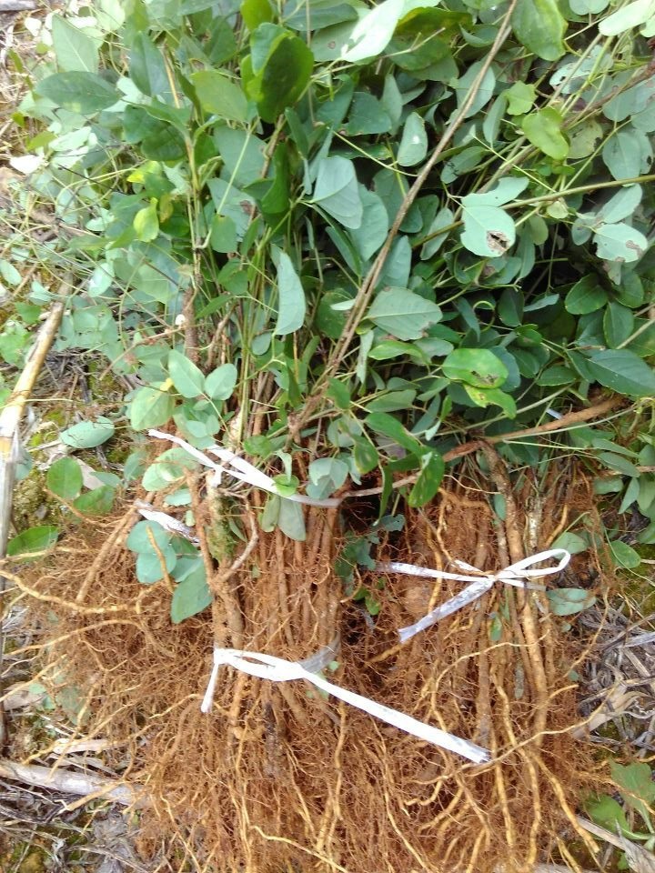 武隆八月瓜苗八月炸苗三叶木通果苗种苗批发零售