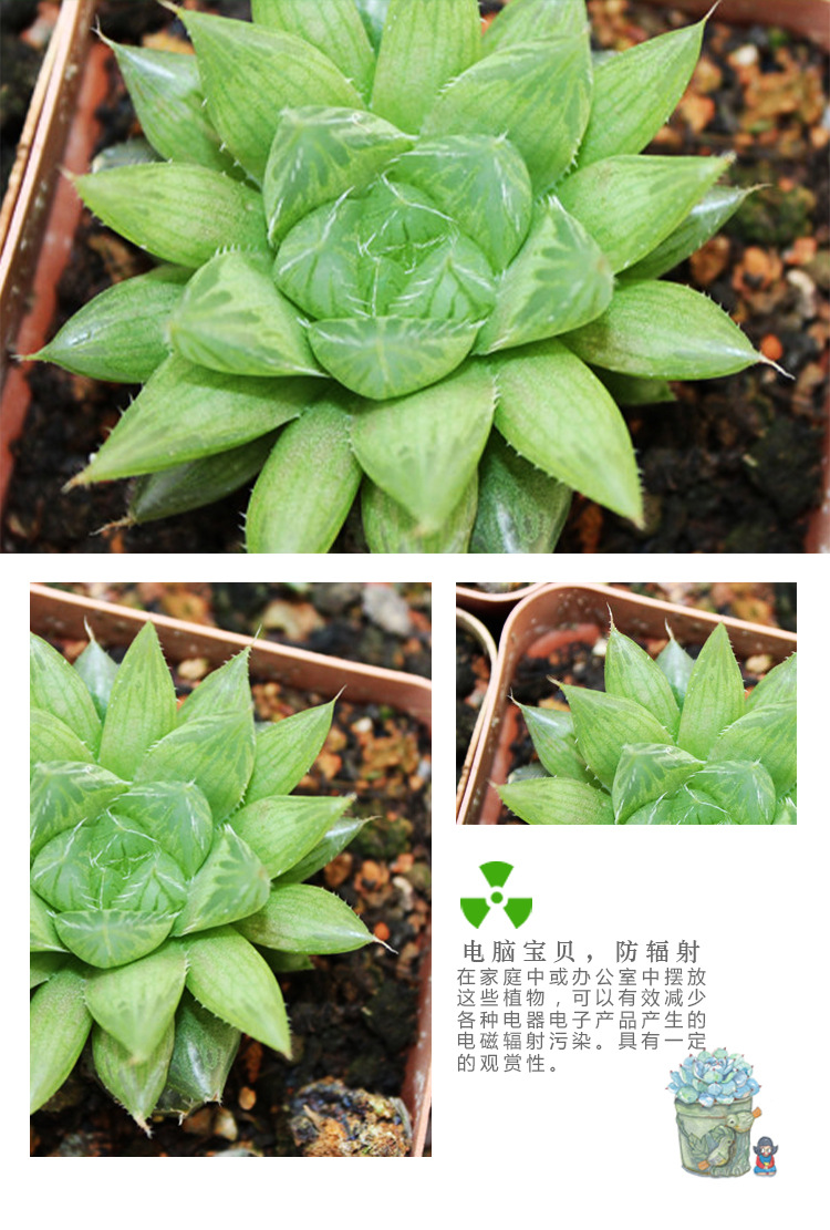 桌面绿植多肉 三角琉璃殿 净化空气 美观盆景 批发售卖 量.
