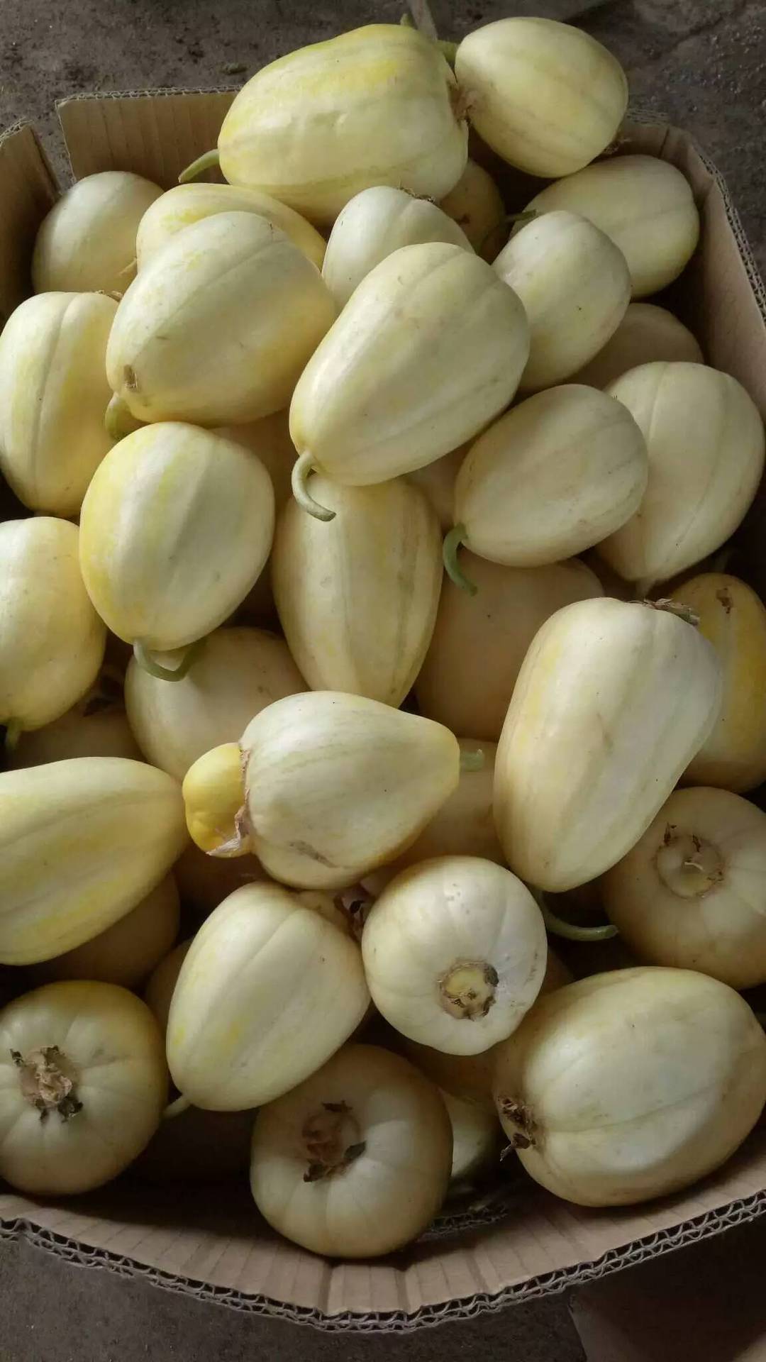 东北特产农家自种绿色大地甜香瓜0