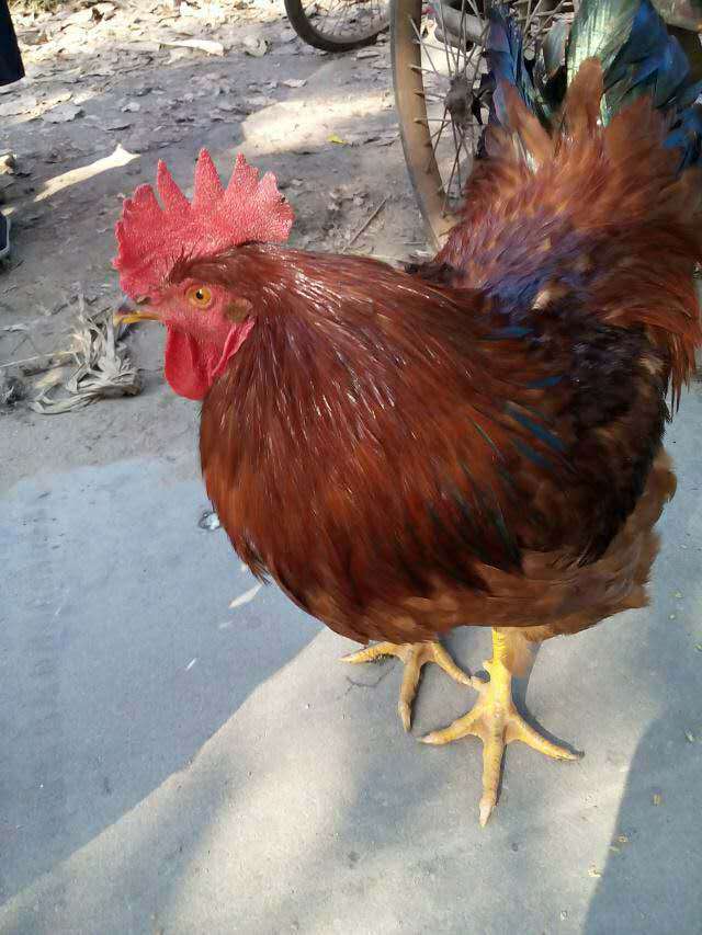 鸡雏鸡苗批发多少钱一只 笨鸡苗孵化