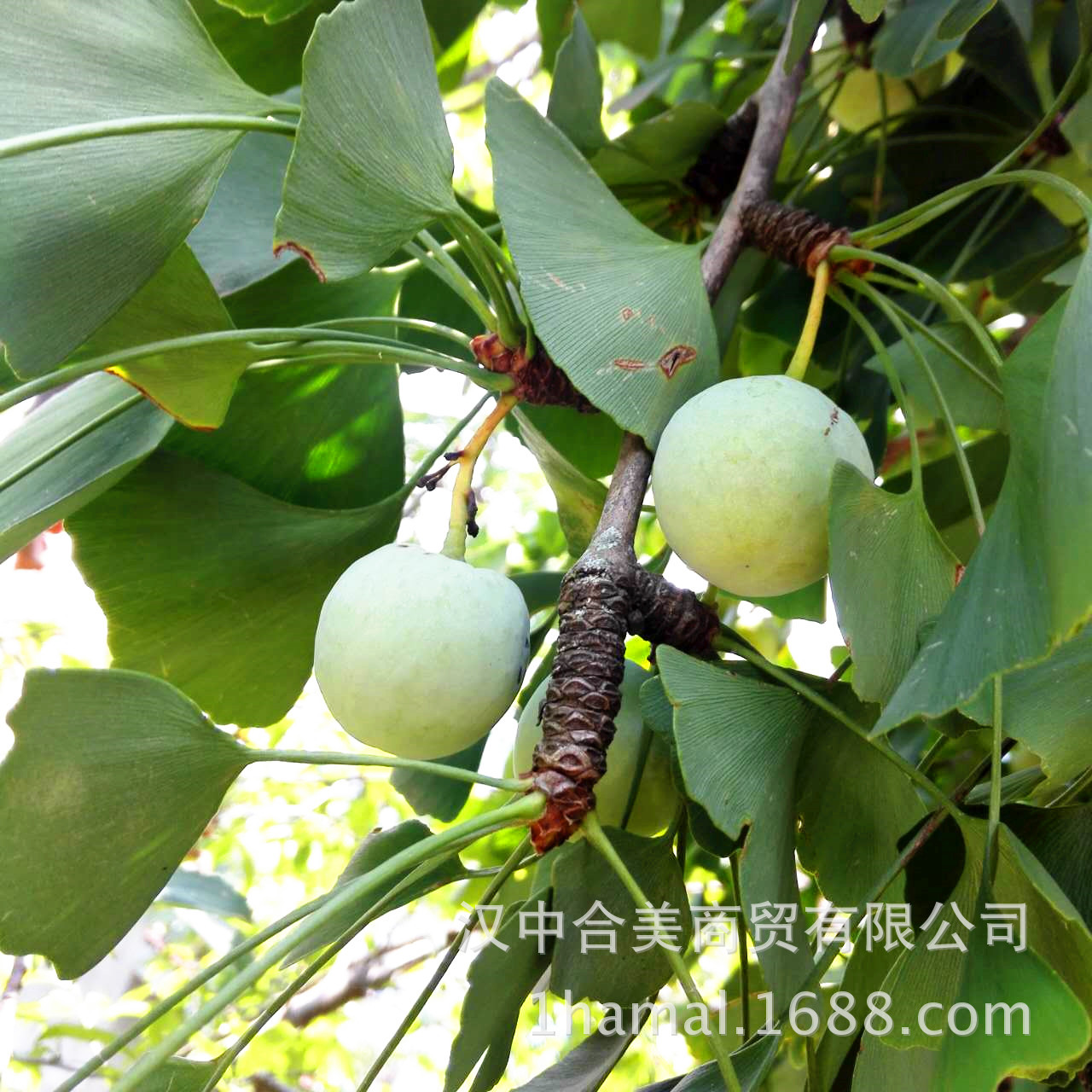 大量白果上市,树上接的果稀,颗粒大,欢迎咨询采购.