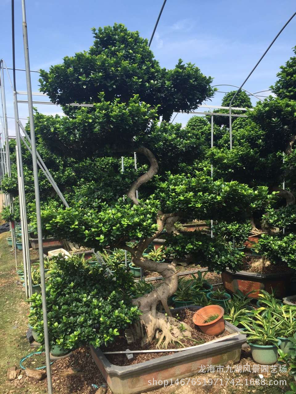 福建小型造型榕树盆景 小叶榕桩头批发 造型小叶榕树桩盆景