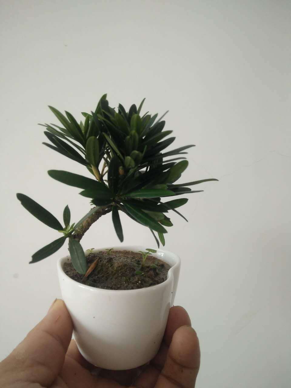 江西省光明花木盆景培育基地 提供各种米叶罗汉松小苗,雀舌罗汉松苗