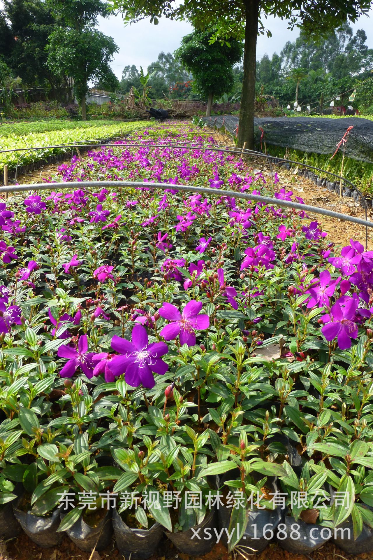 30-40公分高巴西紫牡丹巴西野牡丹紫花野牡丹艳紫野牡苗全国发货