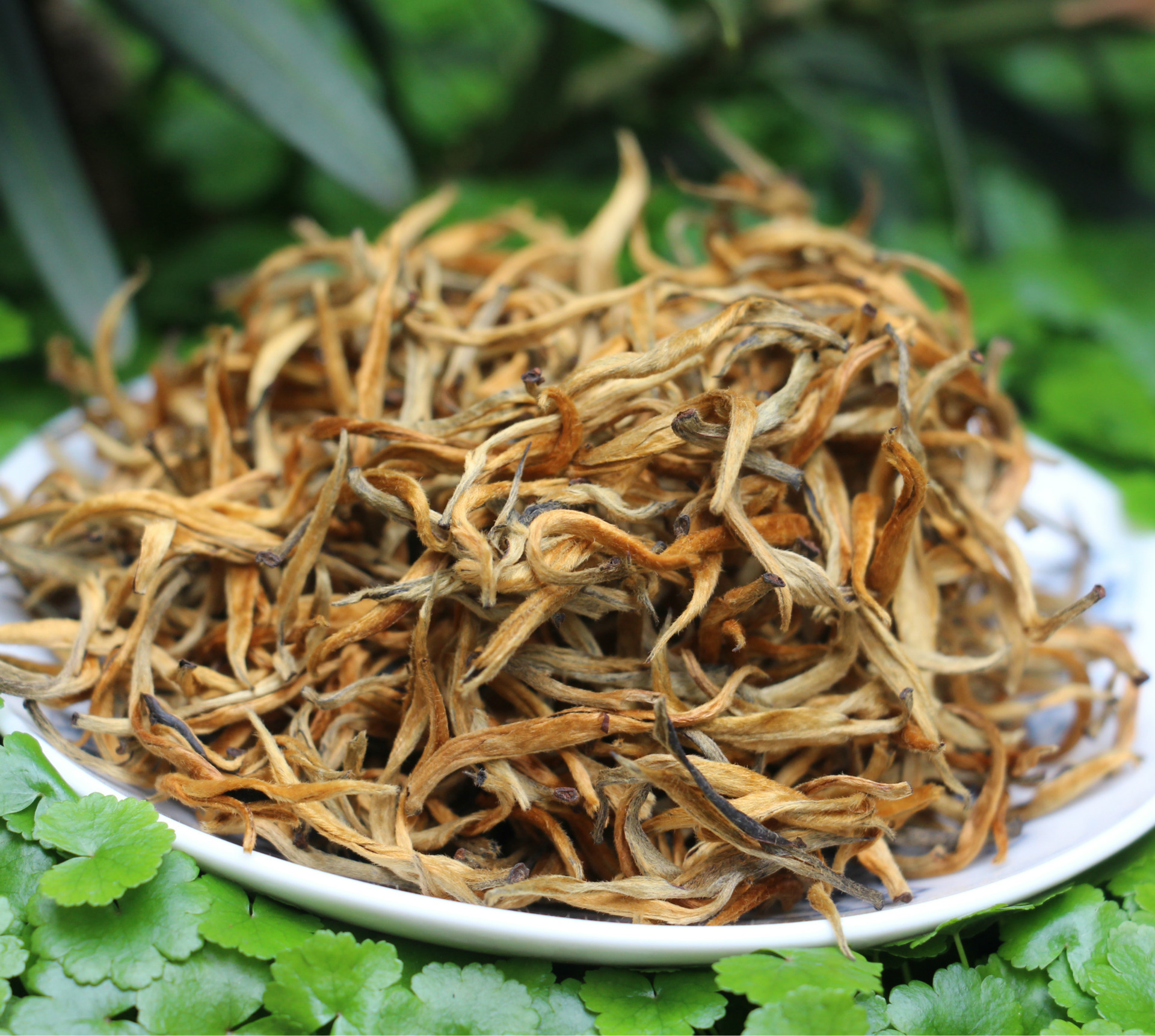 云南凤庆滇红茶 金芽茶 金丝红茶 原产地直销批发 蜜香金芽