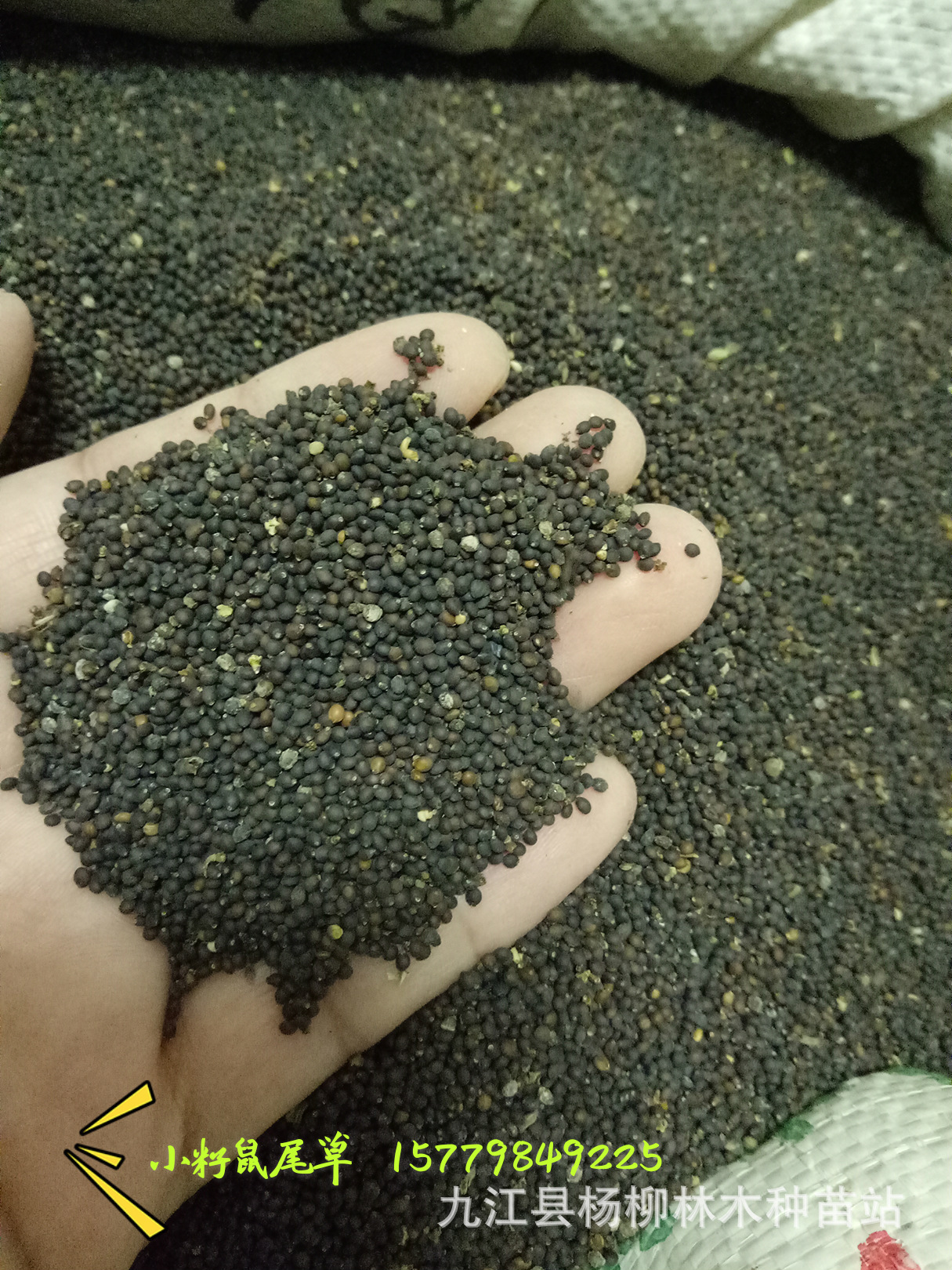 供应鼠尾草种子 小籽鼠尾草 大籽鼠尾草 鼠尾草图片