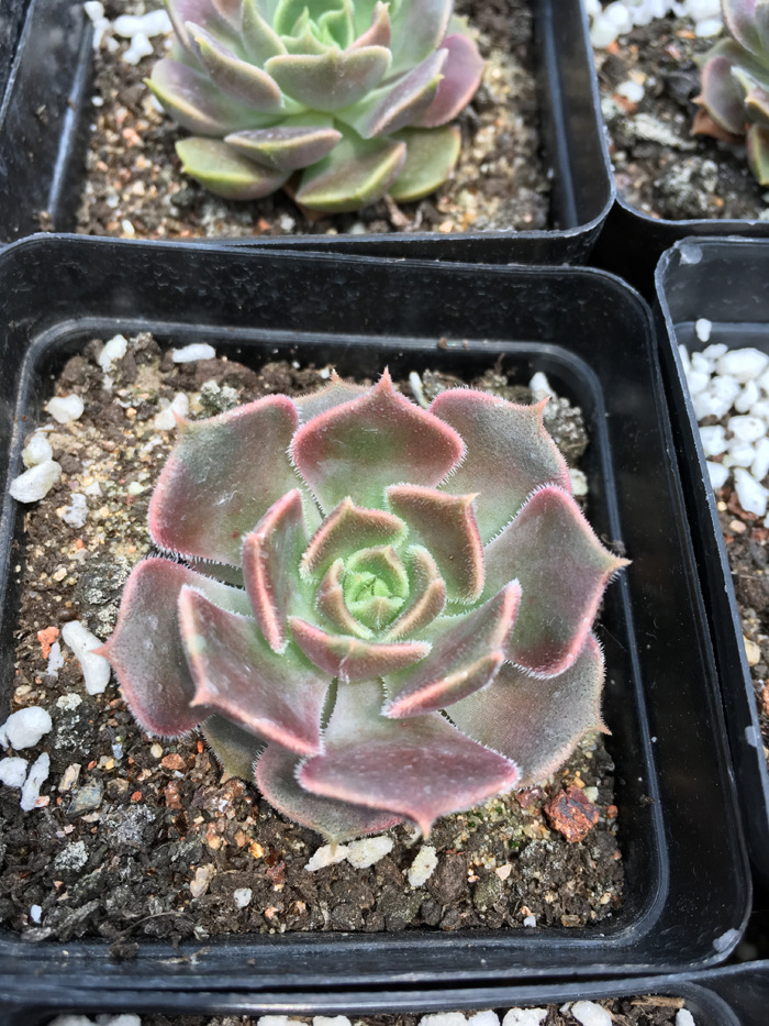 韩国多肉植物 布朗玫瑰 棕玫瑰进口 浙江大棚基地批发